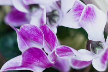 Beautiful bright cyclamen flower. Close-up view from above