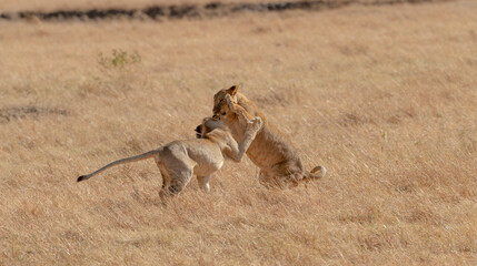 Two young lions playing in a grassland seen at Masaimara, Kenya, Africa