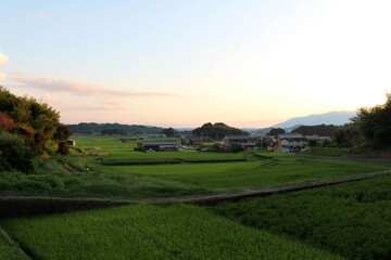 Paddy field and housing area in the afternoon