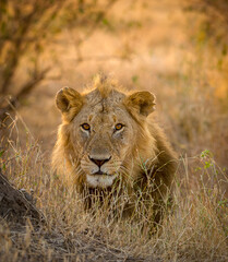 Male Lion headshot  sitting  in a dry grassland seen at Masai Mara, Kenya, Africa