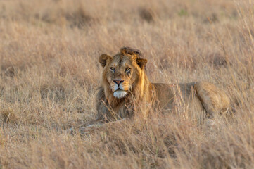 Male Lion sitting  in a dry grassland seen at Masai Mara, Kenya, Africa