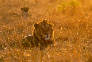 Obraz na płótnie Canvas Male Lion sitting in a dry grassland in golden light seen at Masai Mara, Kenya, Africa