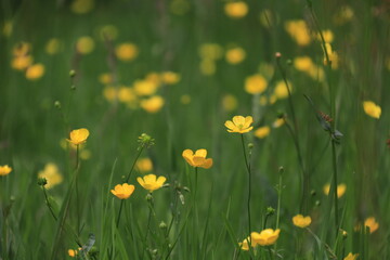 Buttercups in a Meadow