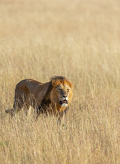 Male Lion walking in a dry grassland seen at Masai Mara, Kenya, Africa