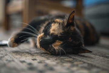 The cat lying on the carpet.