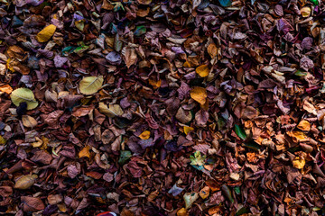 Colorful autumn leaves