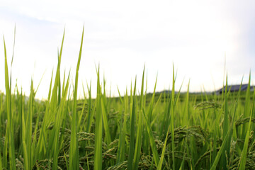 Grains of Japanese rice during sunset