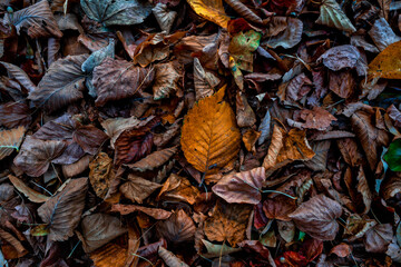 Colorful autumn leaves