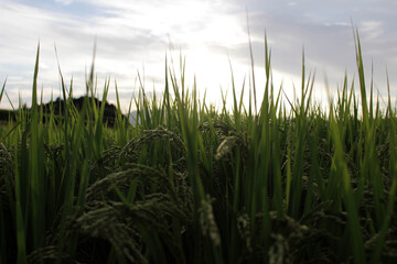 Grain of rice in paddy field during sunset.