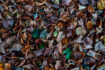 Colorful autumn leaves