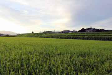 Green paddy field of Asuka, Nara