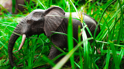 elephant in grass