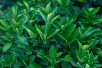 close up of leaves