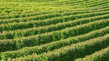 Amazing landscape at the vineyards of the Trentino Alto Adige in Italy. The wine route. Natural contest. Rows of vineyards. South Tyrolean wine culture