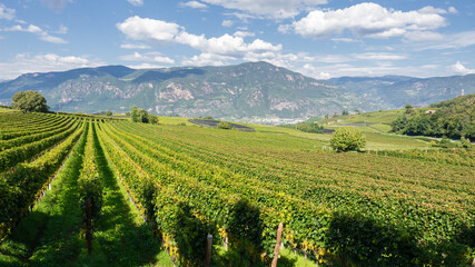 Fototapeta na wymiar Amazing landscape at the vineyards of the Trentino Alto Adige in Italy. The wine route. Natural contest. Rows of vineyards. South Tyrolean wine culture