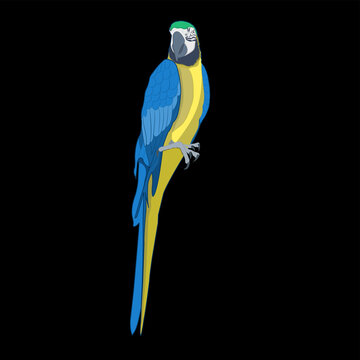 Bird blue-and-yellow macaw vector illustration isolate black background.