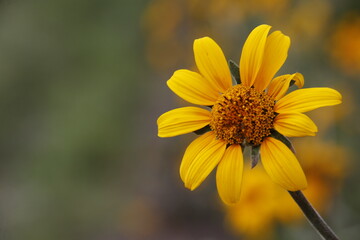 daisy flower