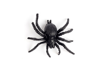 black spider isolated on a white background