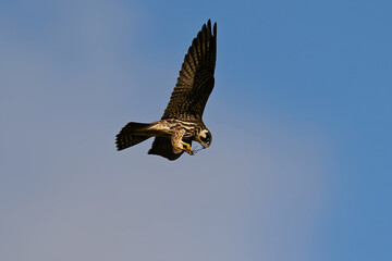 Eurasian hobby (Falco subbuteo)