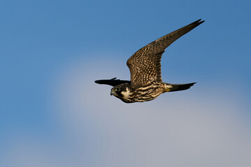 Eurasian hobby (Falco subbuteo)