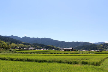 Fototapeta na wymiar Landscape view of paddy field and Japanese houses in Asuka