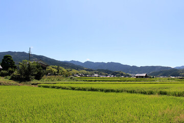 Obraz premium Landscape view of paddy field and Japanese houses in Asuka