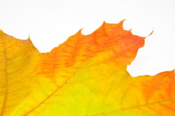 Autumn maple leaf isolated on the white background. Yellow and red leaf
