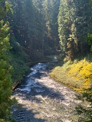 Fototapeta premium river in the forest