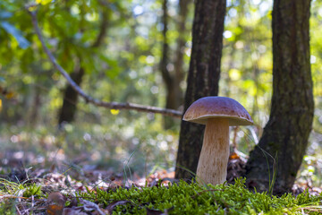 large porcini mushroom grow in forest