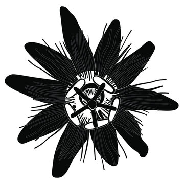 Head Of Passionflower. Passiflora Blossom. Black And White Silhouette.