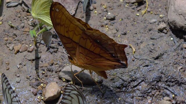 A Common Yeoman (Cirrochroa tyche) is among several colorful butterflies flying to and from the mineral rich jungle floor. 