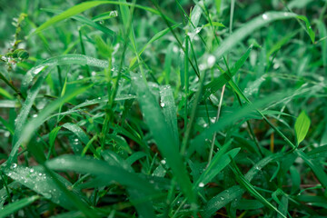 dew on grass