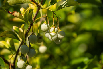 ball shaped fruits on the Japanese snow-bell tree hanging on the branch on a sunny day