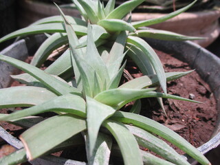 aloe vera plant