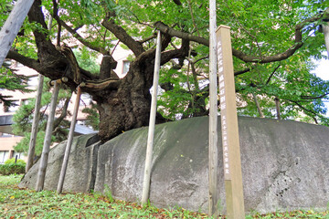 石割桜（岩手県盛岡市）