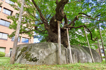 石割桜（岩手県盛岡市）