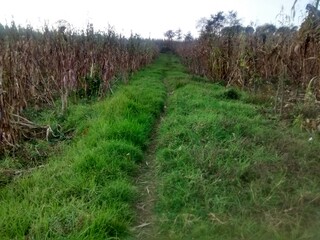 Walking