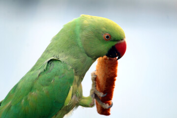 a green bird  parrot eat food 