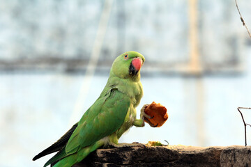 Obraz premium a green bird parrot eat food 