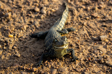 baby caiman on the ground, Ibera National Park