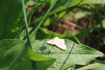 Idaea macilentaria white butterfly on a green leaf on a sunny day