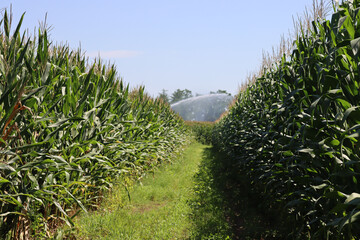 Water irrigation system on function on a green corn field on summer in the italian countryside