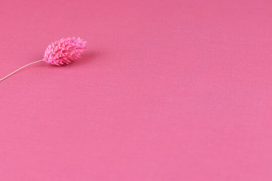 mockup with dried pink fabalis flower, top view on pink cloth textured backdrop with copyspace for a text