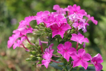 Close-up of pink Phlox in the garden on summer season