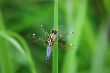 dragonfly sits on a green grass