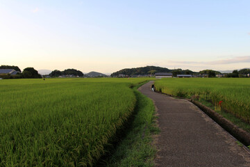 Fototapeta na wymiar Empty path and green paddy field in Asuka, Nara