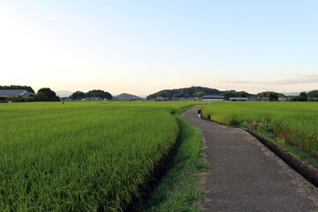 Empty path and green paddy field in Asuka, Nara