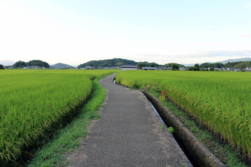 Fototapeta na wymiar Empty path and green paddy field in Asuka, Nara
