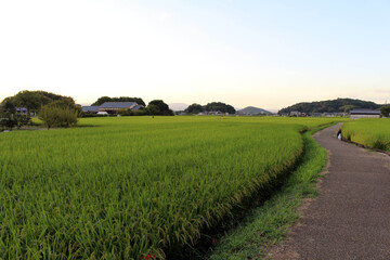 Path, ricefield, and neighborhood in Asuka village