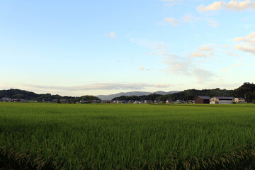 Obraz premium Path, ricefield, and neighborhood in Asuka village